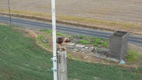 Flinching Red Tail Hawk Stock Photos