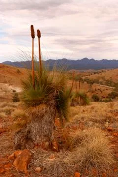 The Flinders Ranges Australia Stock Photos