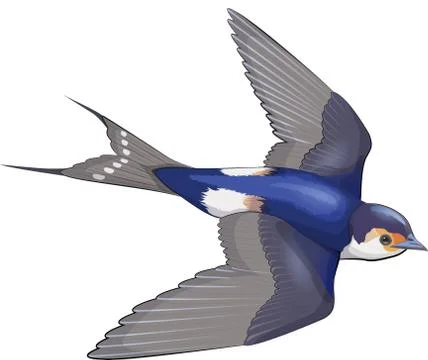 Fling little swallow in the sky Stock Illustration