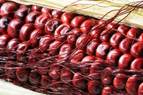 Flint corn indian corn Stock Photos