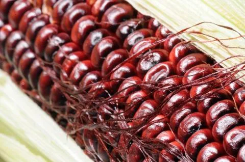 Flint corn - indian corn Stock Photos