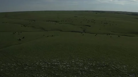 Flint hill cattle Stock Footage 274326517