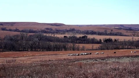 Flint Hills Cattle Grazing Stock Footage 72724115