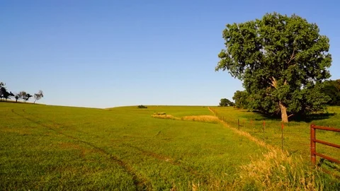 Flint Hills tree on hillside with trail Stock Footage 91752655