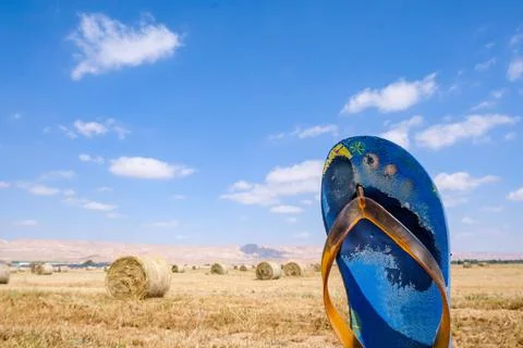 A flip-flop in summer time. Stock Photos