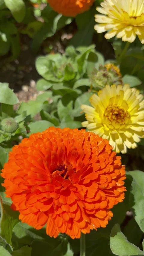 Flip-over shot of yellow and orange Calendula on a sunny day Stock Footage 336569412