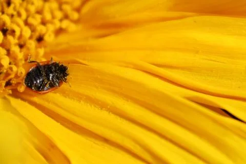 A flipped ladybug on it's back covered in pollen on a sunflower Stock Photos