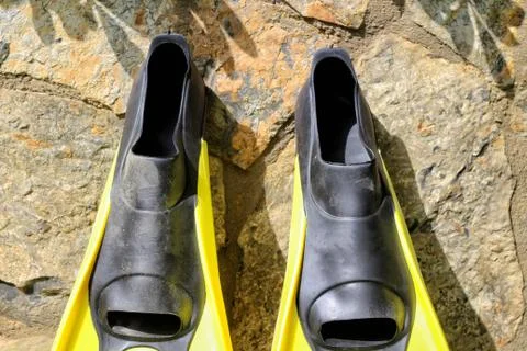 The Flipper 스톡 사진