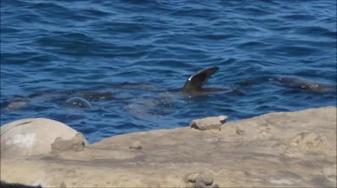 Flippers and Faces Stock Footage 52678805