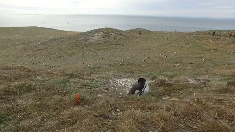 Flipper's Nest Stock Footage 100612236