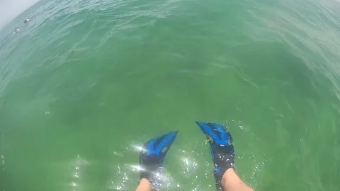 Flippers ocean Stock Footage 104733981