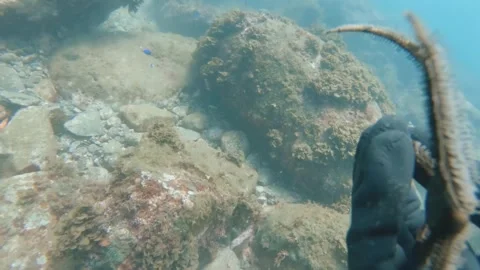 Flipping algae rock stone finding searching for a black crawling Brittle Star Op Stock Footage 252953855
