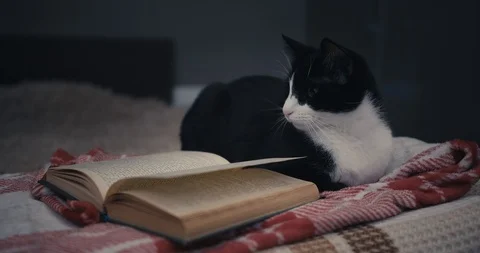 Flipping book page for a cat. Stock Footage 100325685