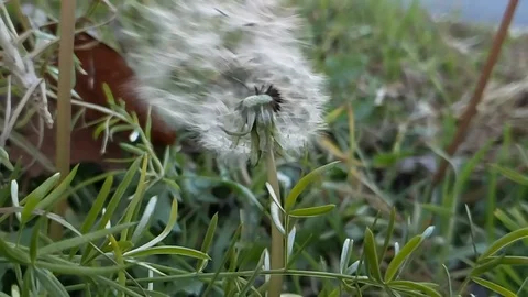 Flipping weed flower Stock Footage 104340992