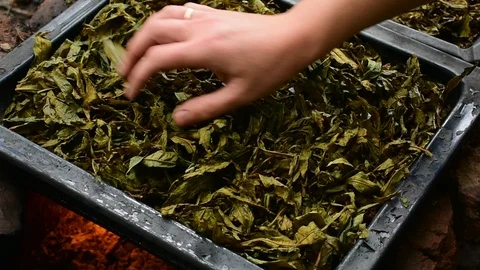 Flips herbal tea when dried Stock Footage 116024690