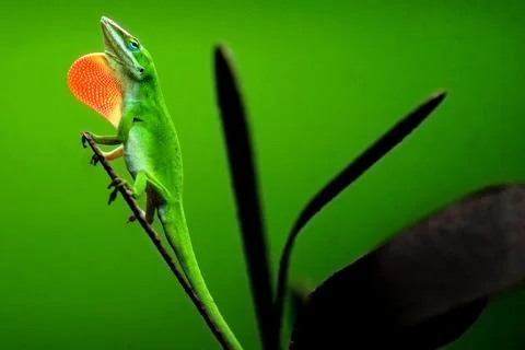 Flirting Lizard Stock Photos