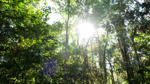 Flitting sunlight bursts through forest tree canopy at lush Garden Route forest Stock-Footage 318627879