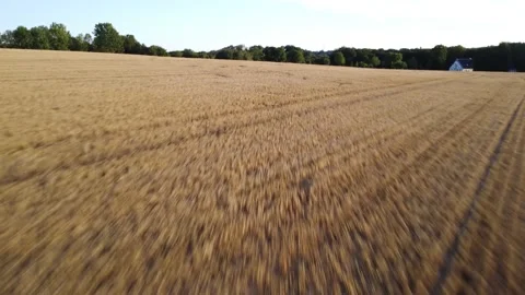 Fliying over a wheat field 스톡 동영상 218309184