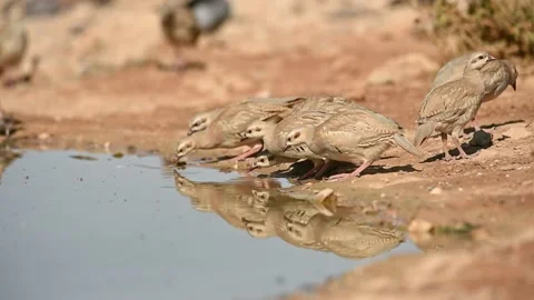 Fllock of Chukar partridges (Alectoris chukar) drinking water in the desert Stock-Footage 283361335