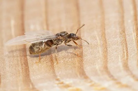 Fllying ant Foto stock