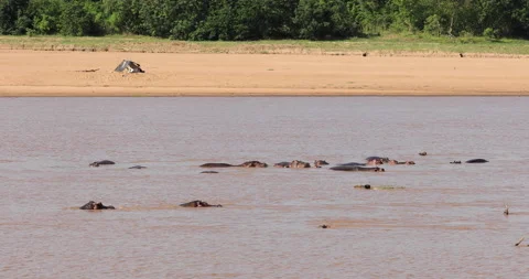 A float of African hippos in a river Stock Footage 148169463