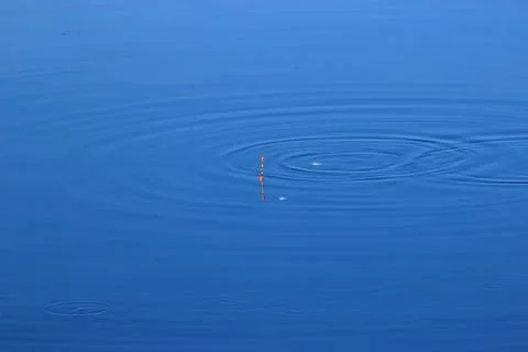 Float and splashes of fish on the pond's surface Stock Photos