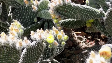 Float Back and Down Yellow Flower Cactus Pads ECU Video stock 190615636