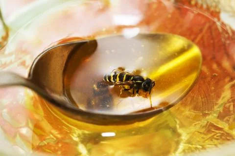Float bee Stock Photos