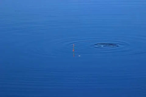 Float on the blue surface of the pond Stock Photos