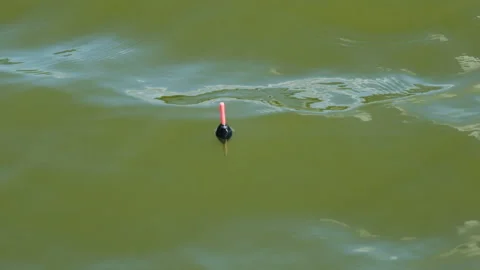 A float for fishing rods in the water while fishing. A float in the water Stock Footage 159831441