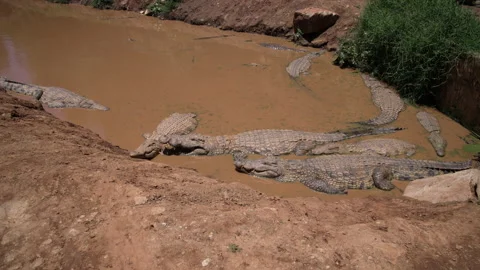 A float of Nile crocodiles in a muddy waterhole. Stock Footage 233030231