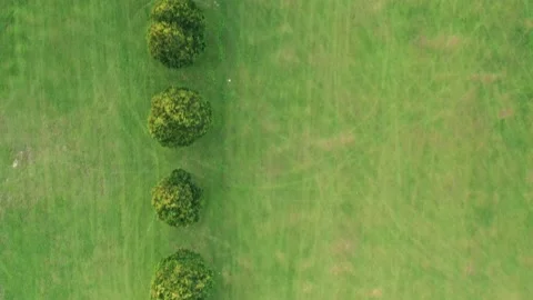 Float over a straight row of trees on a fairway - look-down crab aerial Stock Footage