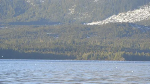 Float plane landing in saltwater bay in Ketchican Alaska Stock Footage 104867531