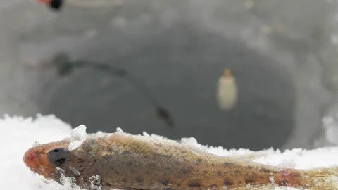 The float rod for winter fishing is moving through the water. Fish catch is in Stock Footage 71960062