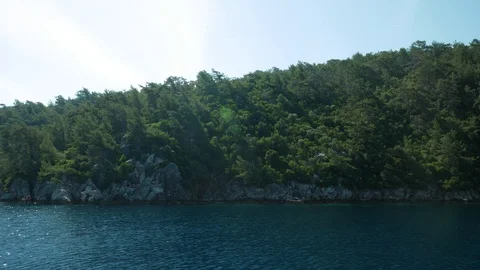 Float through the green forest with sun flare Stock Footage 111306575