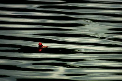 Floater 库存照片