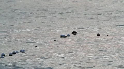 Floaters in Evening Water Stock Footage 11138461