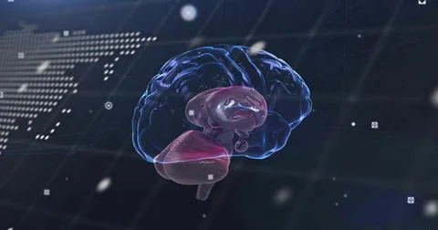 Floating 3D brain model showing cerebellum lobes at digital grid, with data Stock Illustration