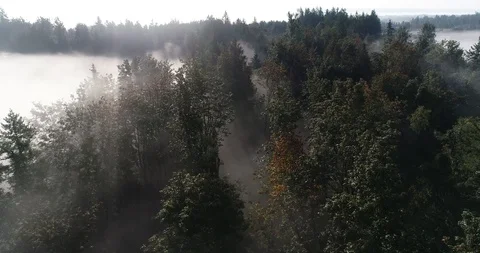 Floating above the foggy forest with the sun Stock Footage