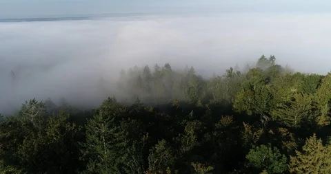 Floating above the forest in fog Vídeos de archivo 95912441
