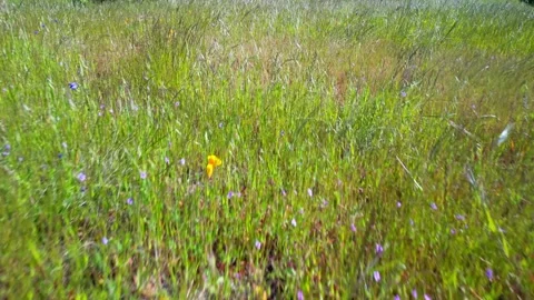 Floating Above The Grass, Lucas Valley, Marin County Stock Footage 273751820