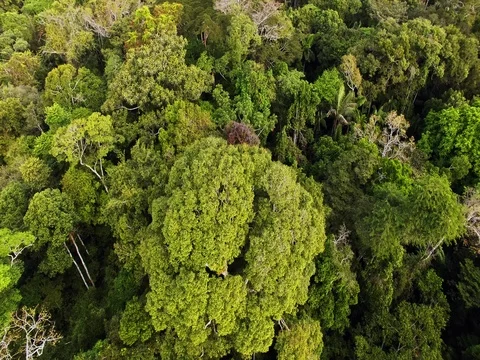 Floating above large tree in the Amazon rainforest Stock Footage 76974352