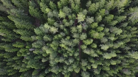 Floating above trees Video stock 79131642