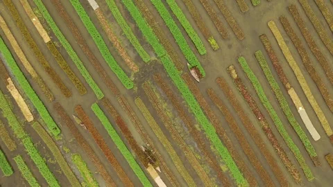 Floating Agricultural Field Video stock 261800066