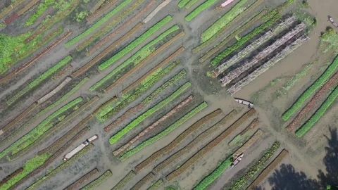 Floating agricultural systems Stock Footage 251913719