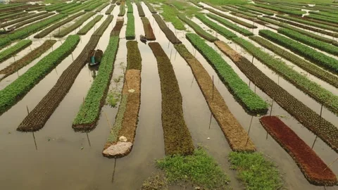 Floating Agriculture Stock Footage 261799875