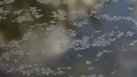 Floating Algae and Debris on Dark Reflective Water Surface Macro Shot Stock Footage 337428082
