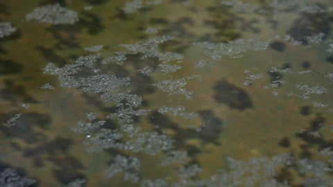 Floating Algae and Organic Particles on Still Pond Water Surface Texture Stock-Footage 337421533
