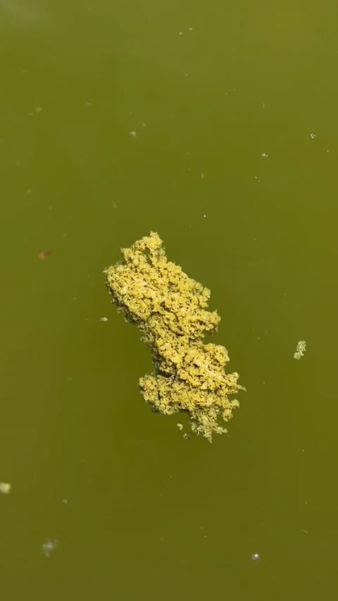 	Floating Algae Bloom on the Water Surface of the river Seine Stock Footage 273991623