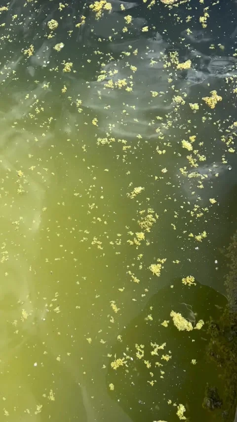 Floating Algae Blooms on the Water Surface of the river Seine Video stock 273991619